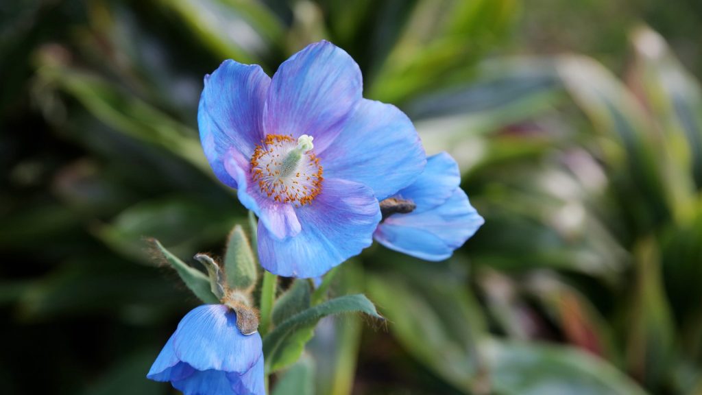 Himalayan Blue Poppy