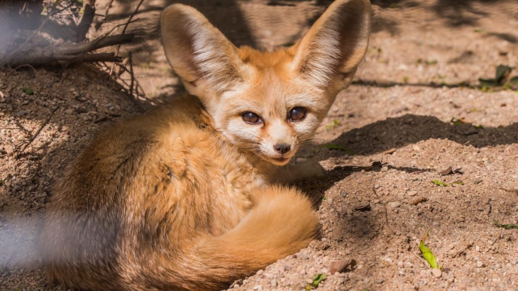 Fennec Foxes