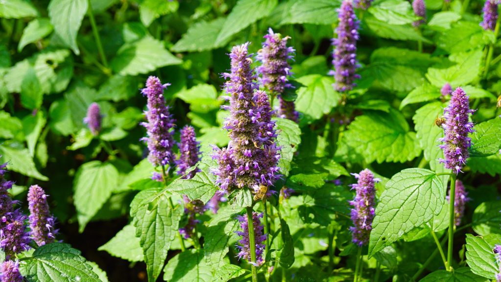 Mint flowers