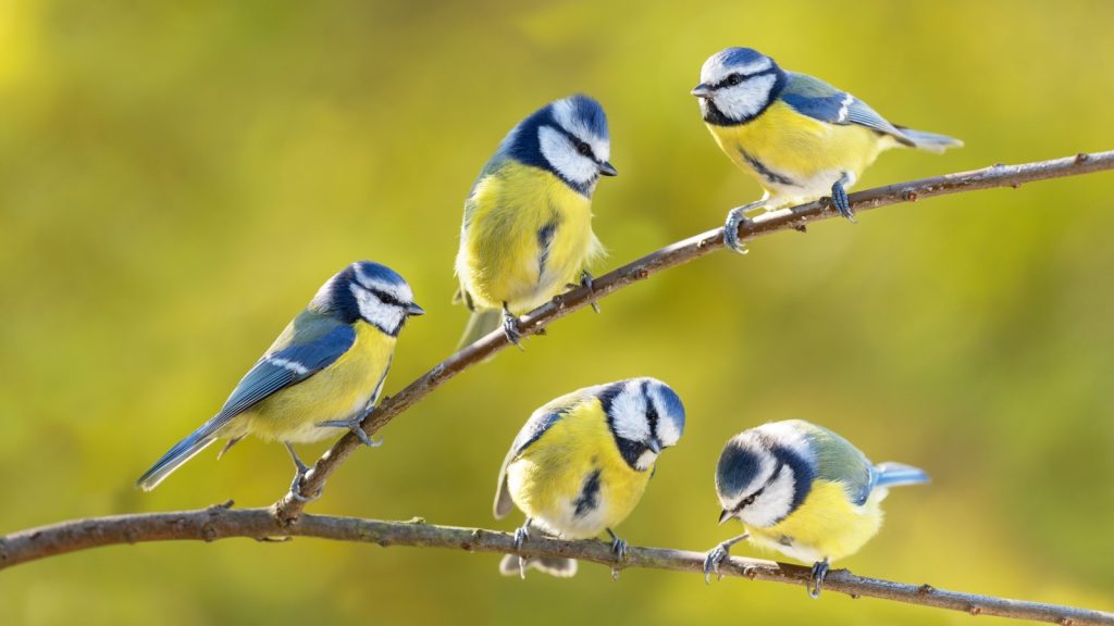 Blue Tits Bird