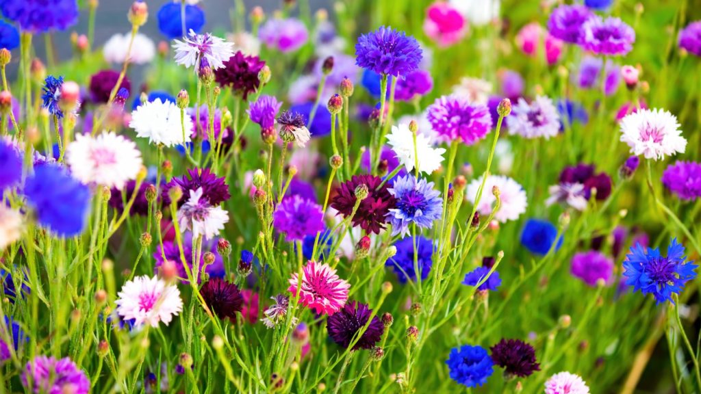 Cornflowers