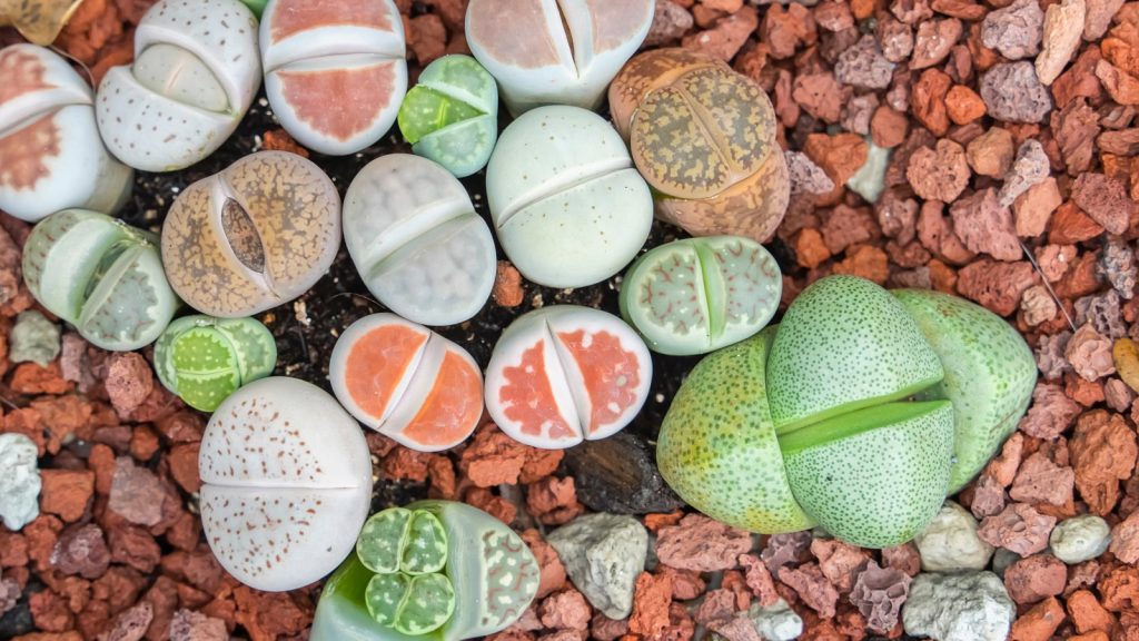 Living Stones (Lithops)