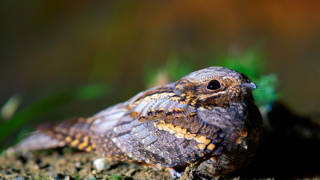 Nightjar Bird