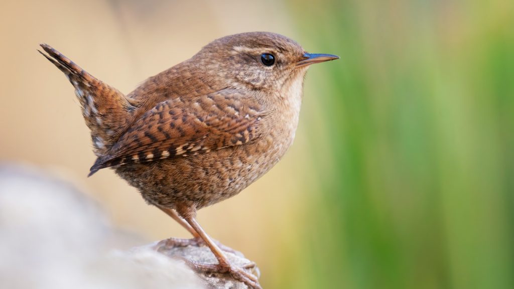 Wren Bird