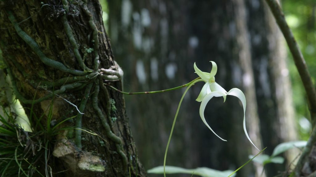 Ghost Orchid