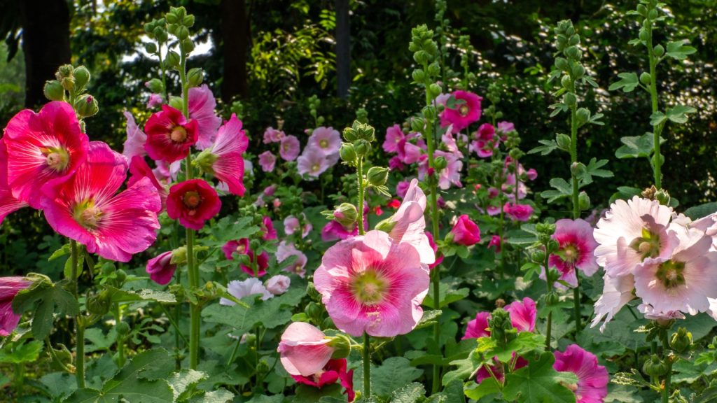 Hollyhock Flowers