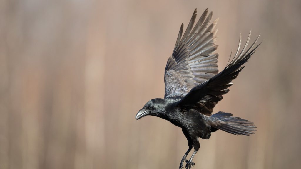 Raven Bird