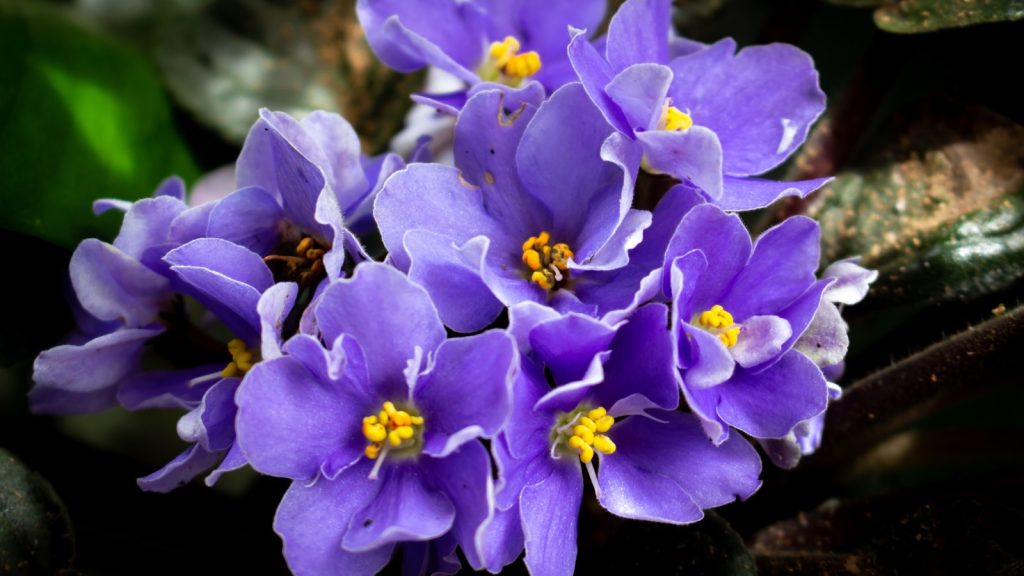 African Violet