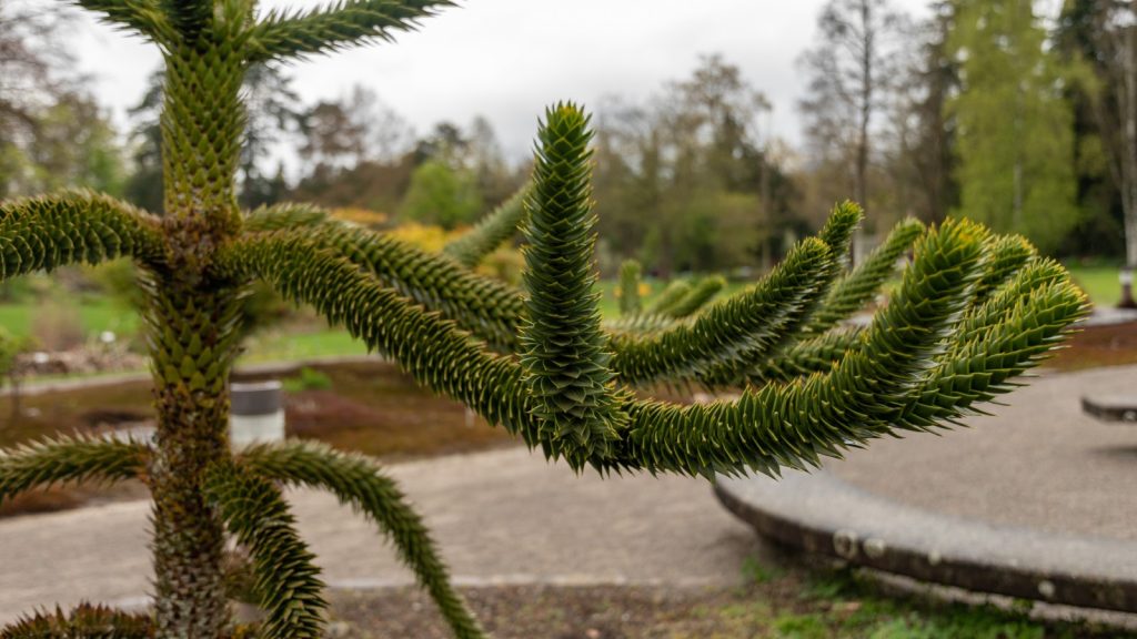 Monkey Puzzle Tree