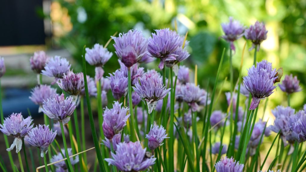 Chives Blossoms flower