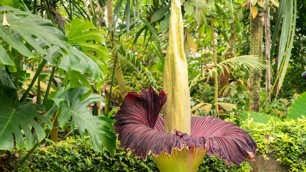 Titan Arum