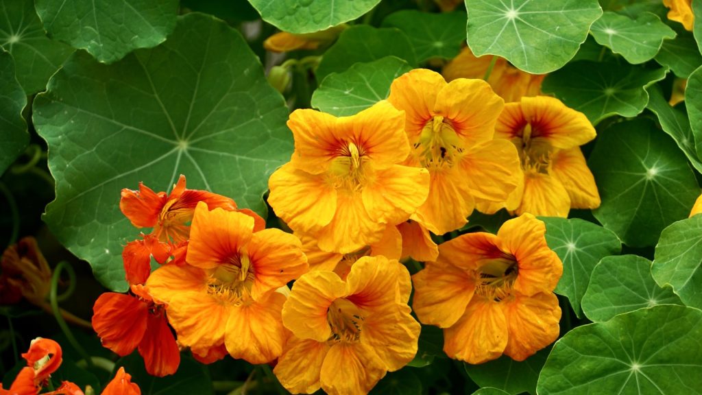 Nasturtium Flower