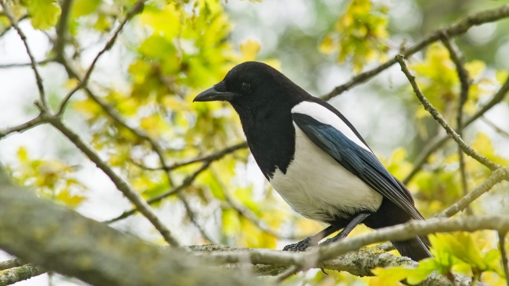 Magpie Bird