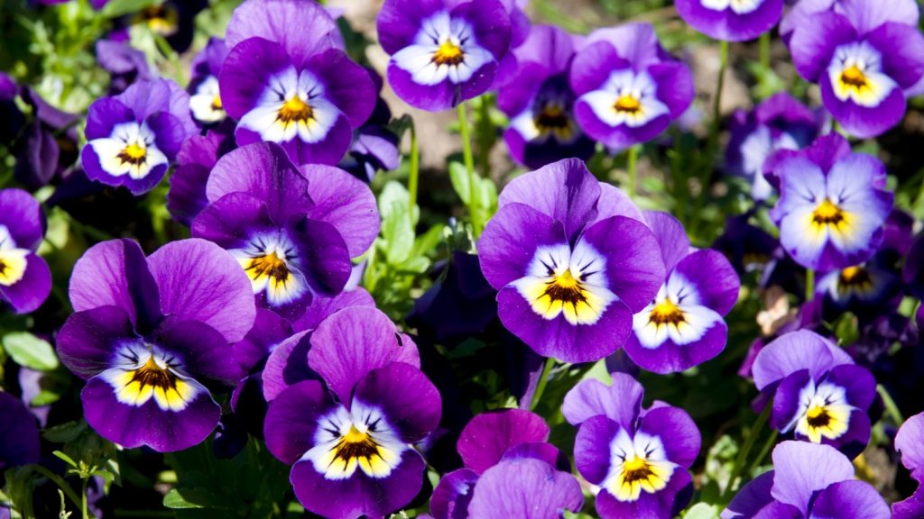 Violas flower