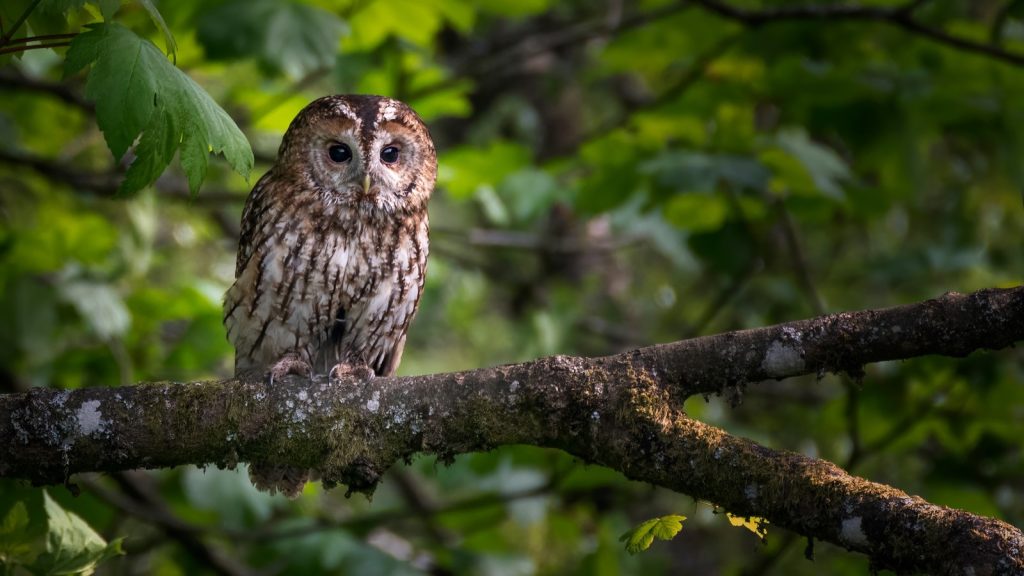 Tawny Owl Bird