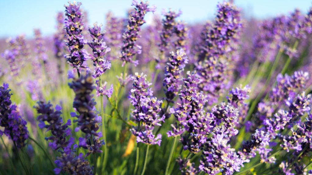 Lavender Flower