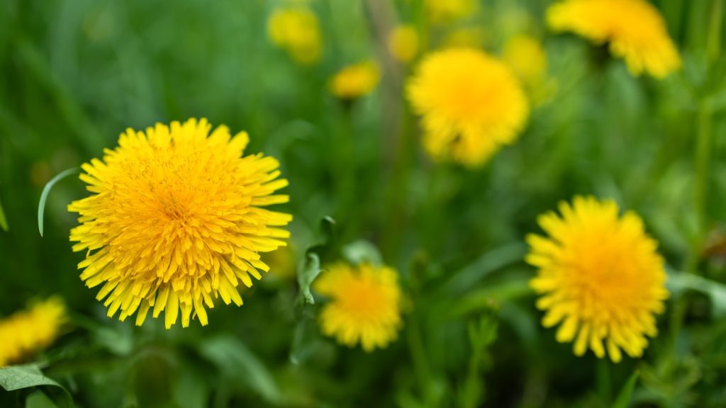 Dandelion Flowers