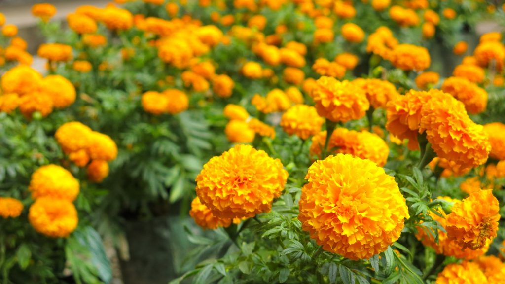 marigold flowers