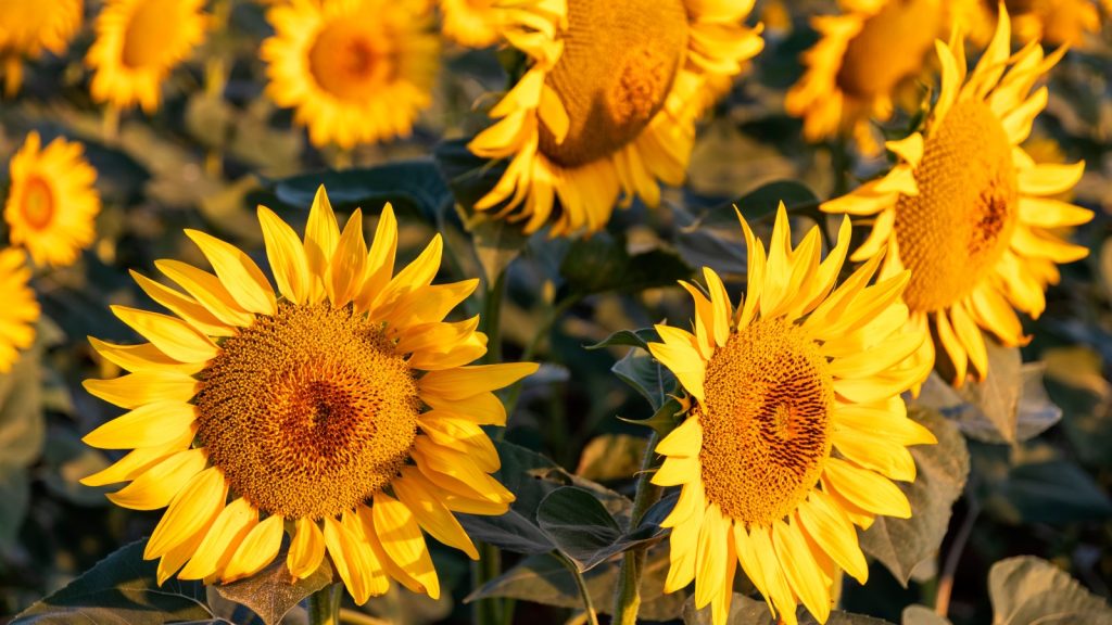 Sunflowers