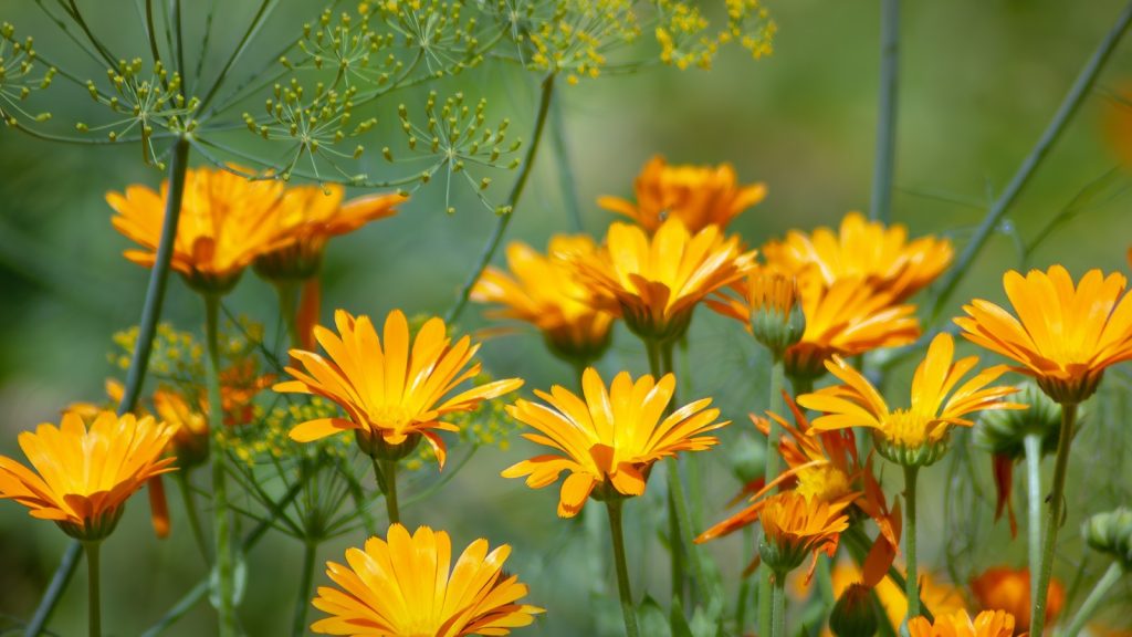 Calendula Flower