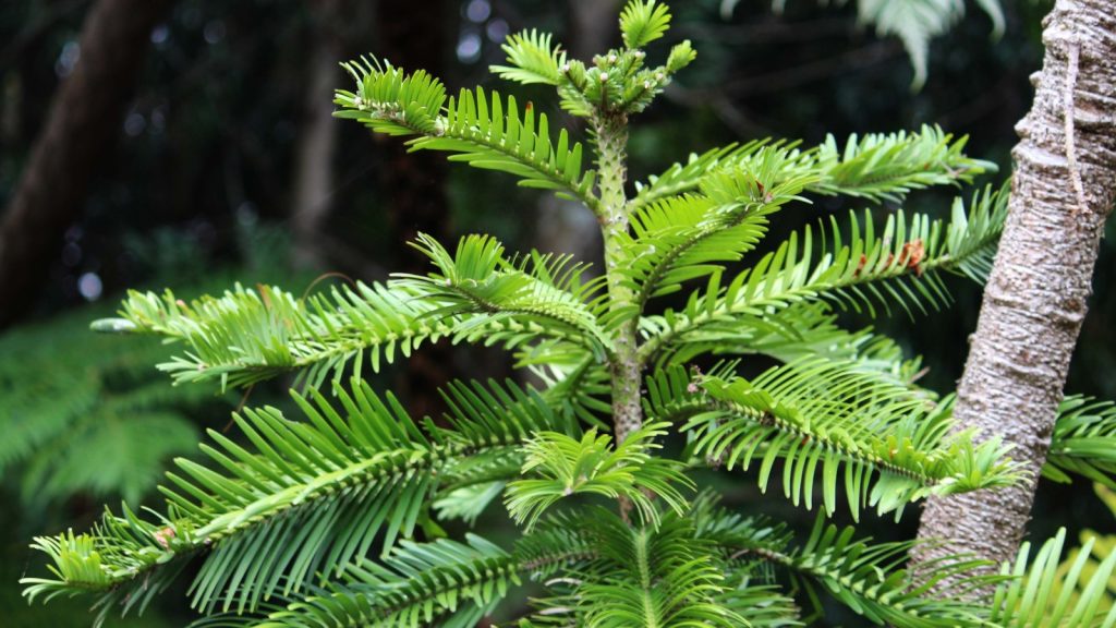 Wollemi Pine