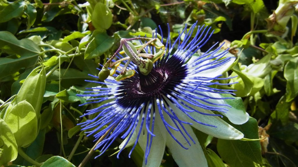 Blue Passionflower