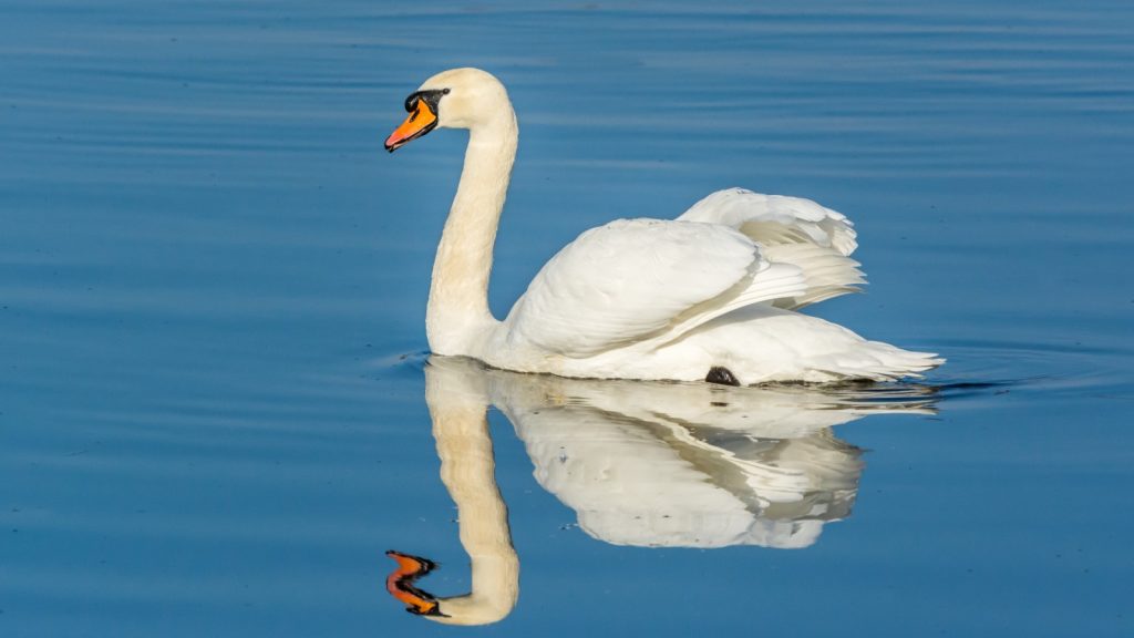 Mute Swans Bird