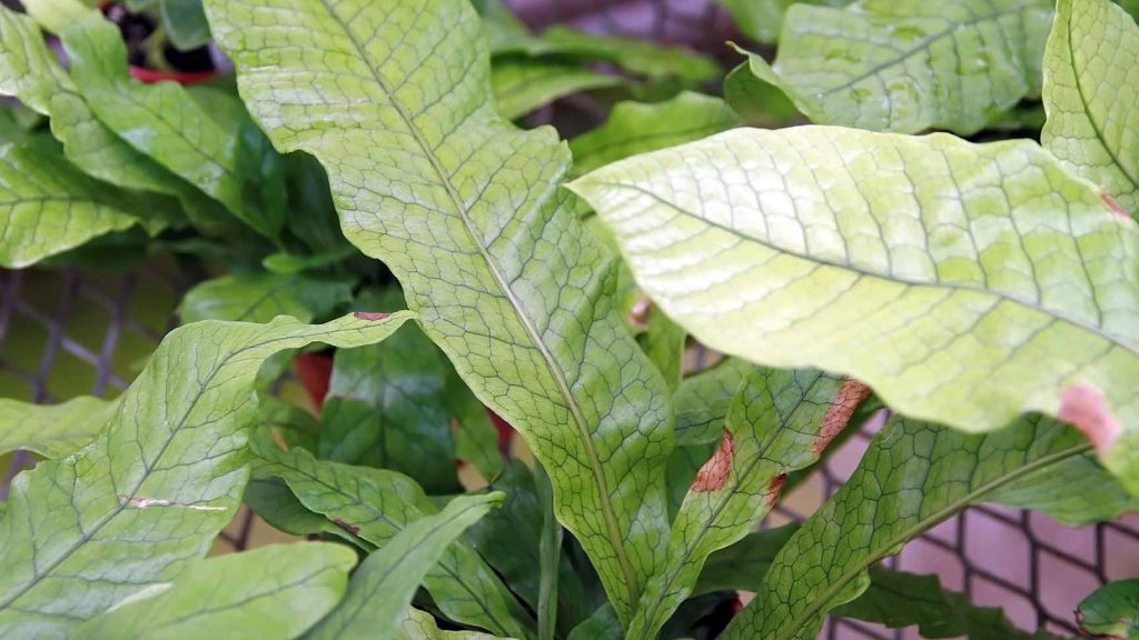 Crocodile Fern