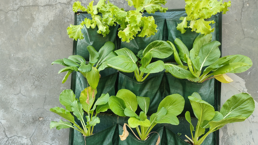 Different vegetable plants planted vertically