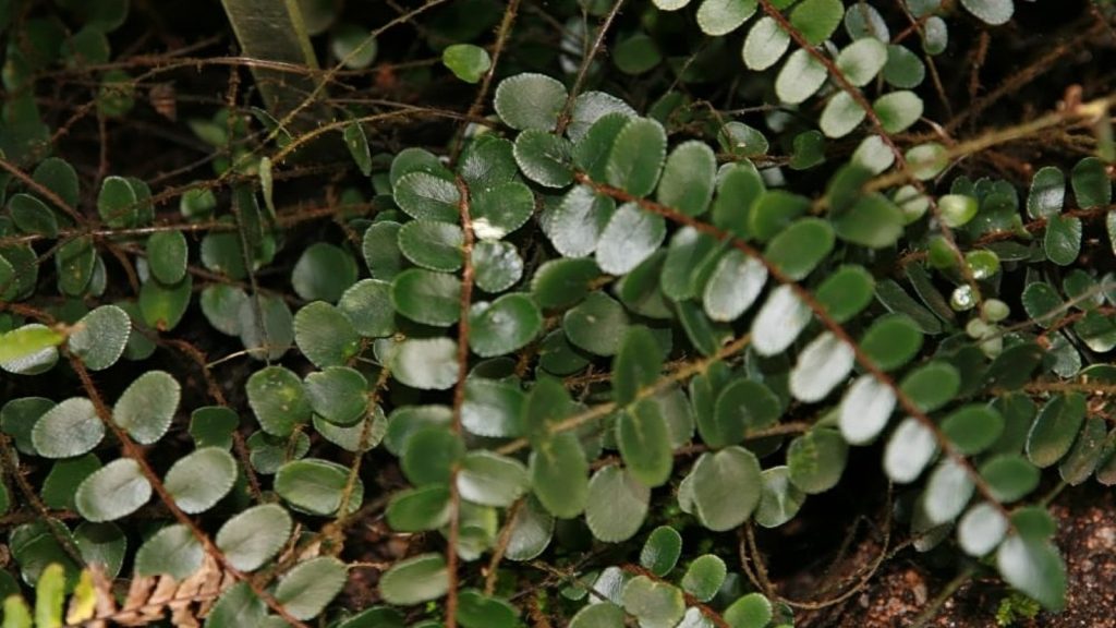 Cockroach Plant