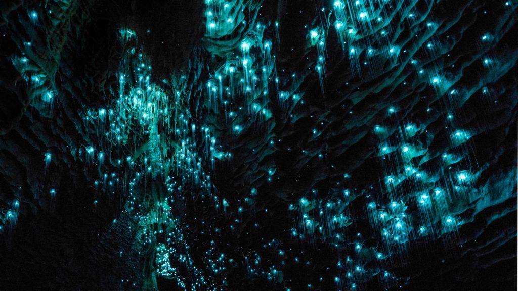 Waitomo Glowworm Caves, New Zealand