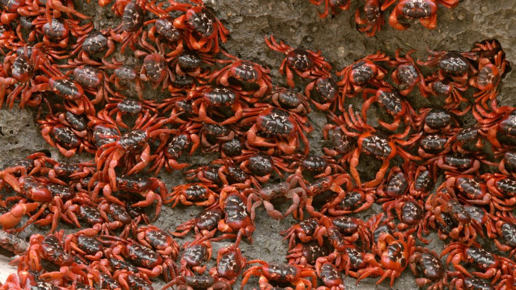 red crabs marching and climbing on land