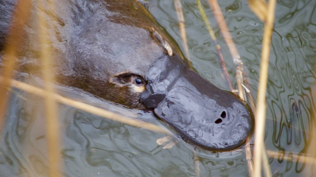 platypus
