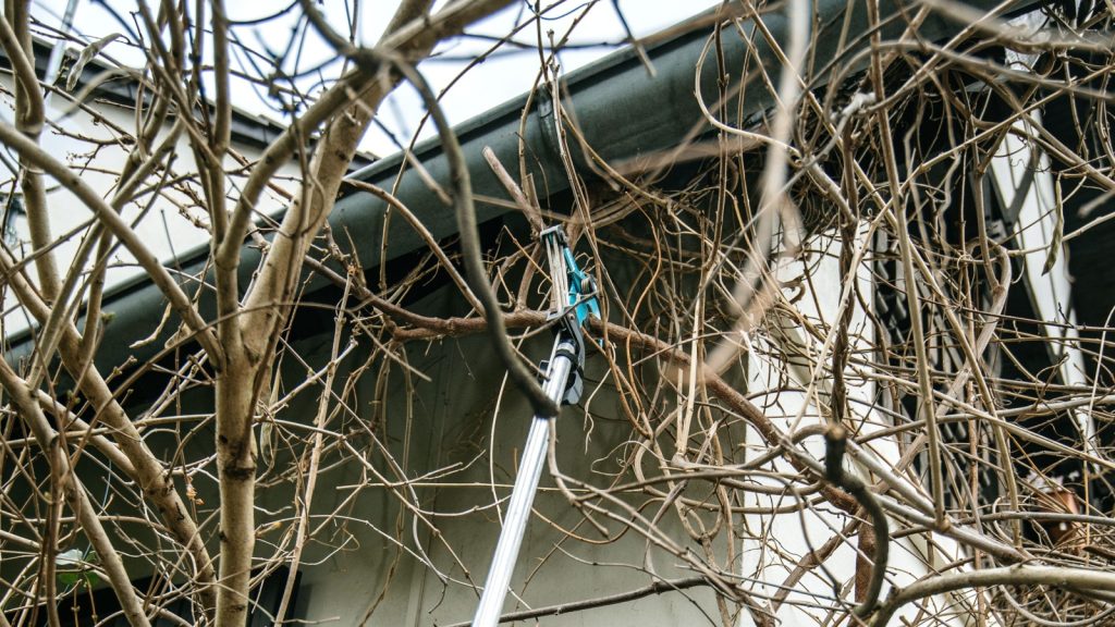 trimming tree branches near house