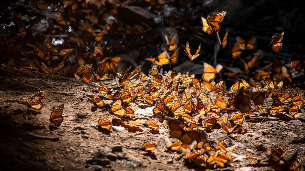 Monarch Butterfly monarch butterflies during migration on a water stream