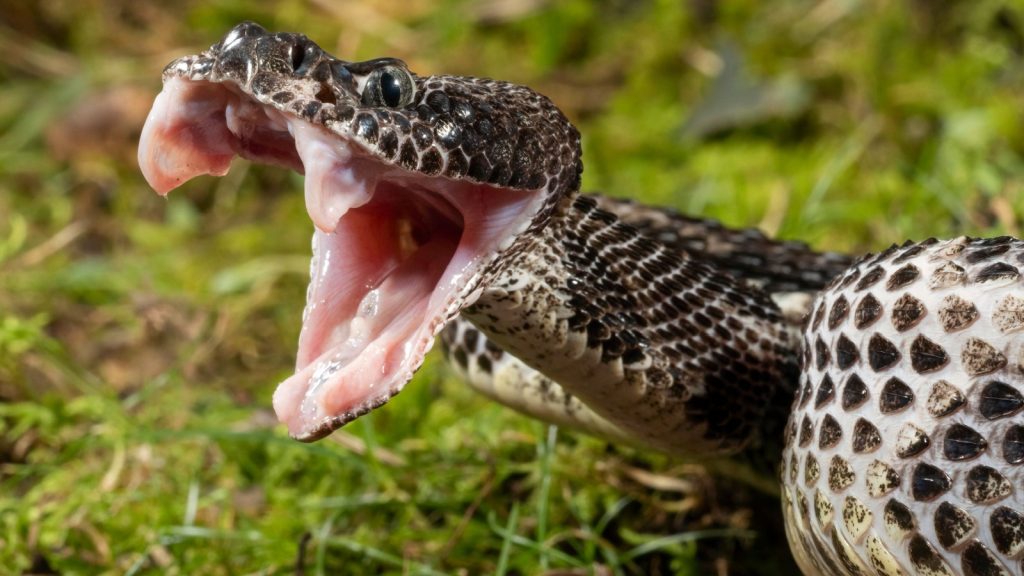 timber rattlesnake
