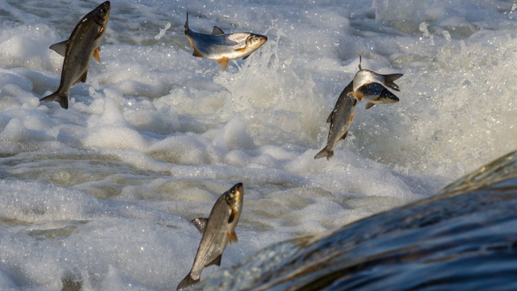 salmons  jumping over waterfall