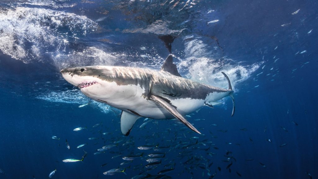 Great White Shark swimming with a school of fish