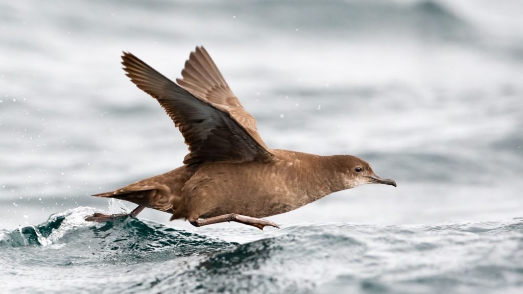 Sooty Shearwater mid-air