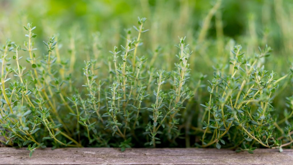 thyme
