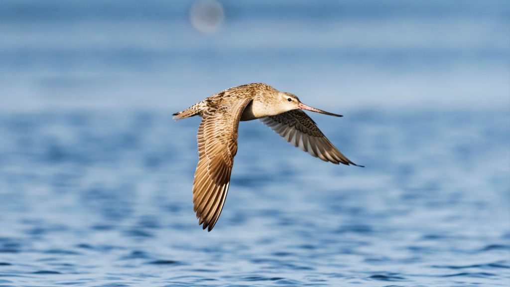 a Bar-Tailed Godwit flying above an ocean