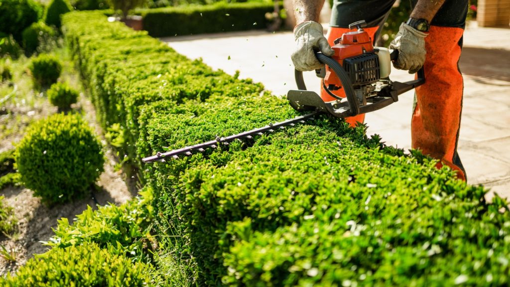 trimming hedge
