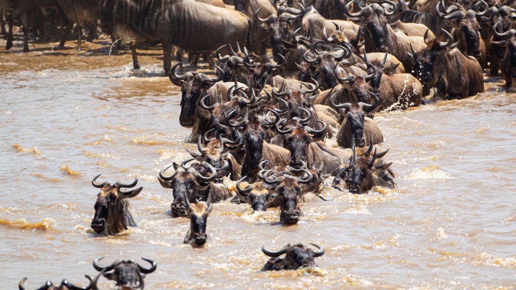 wildebeests crossing the river