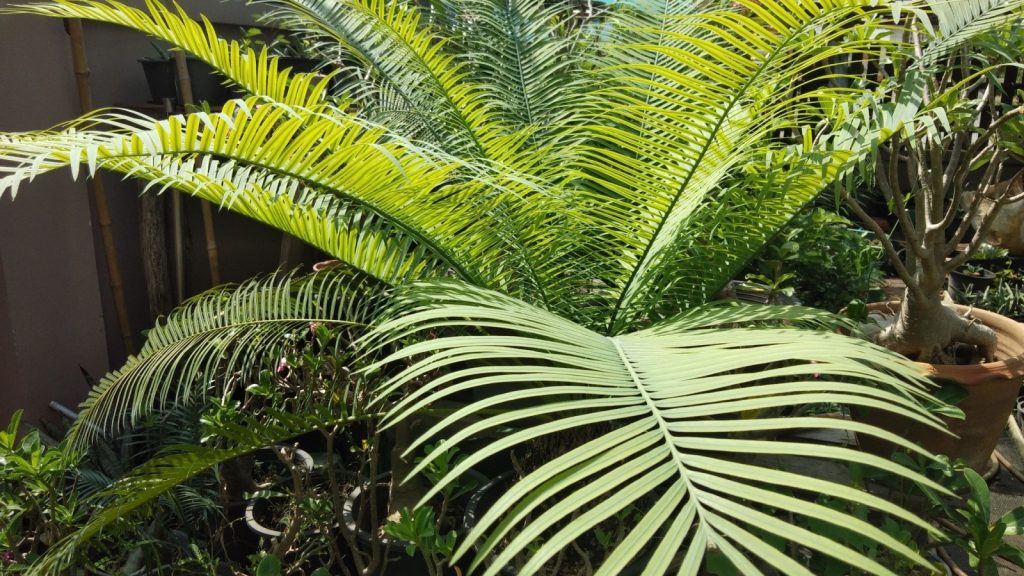 Cycads