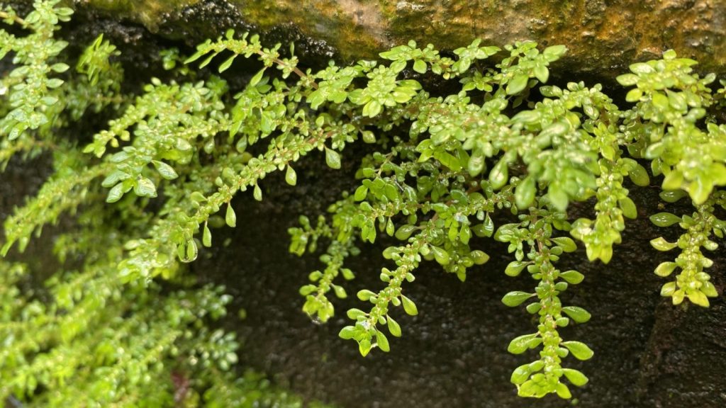 Ferns