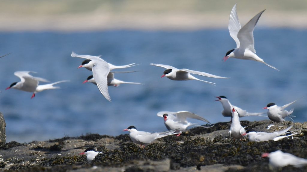 Arctic terns flying