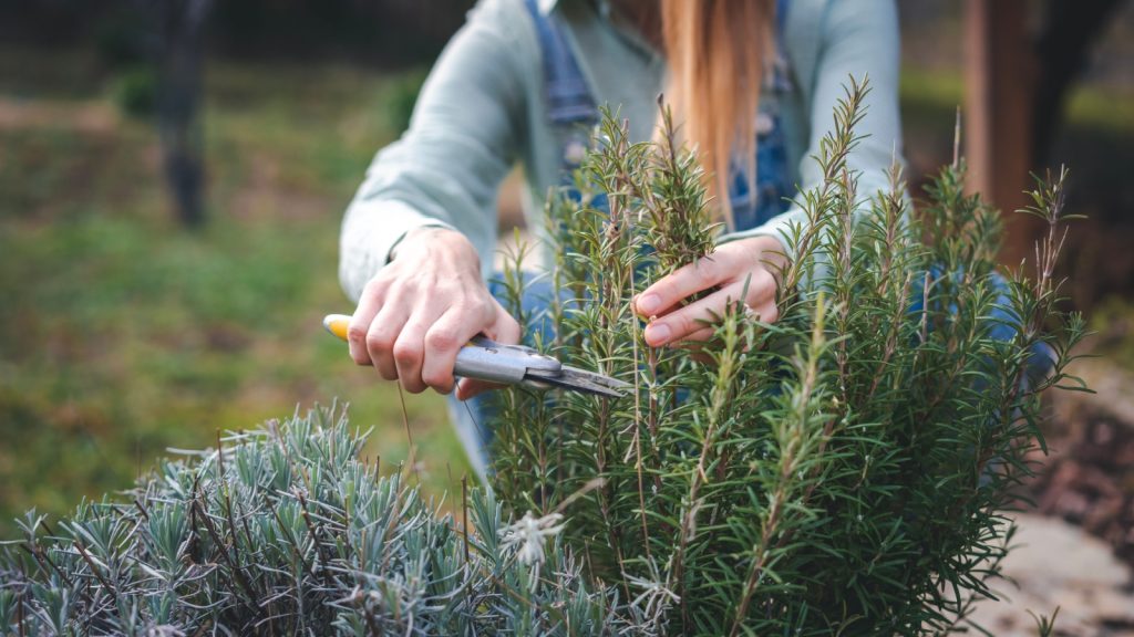 a woman picking herbs
