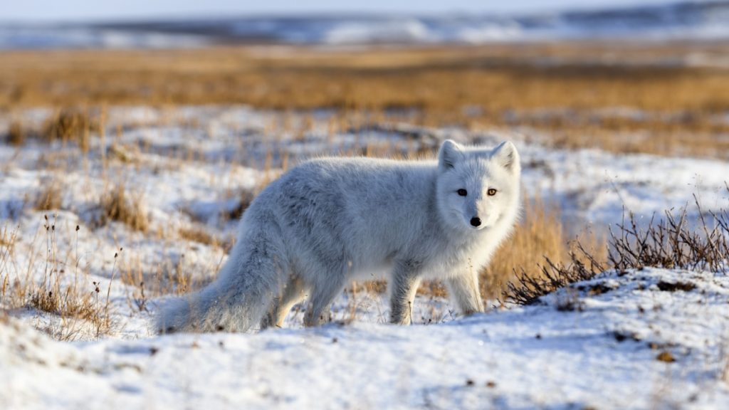 Arctic fox in an icy tundra