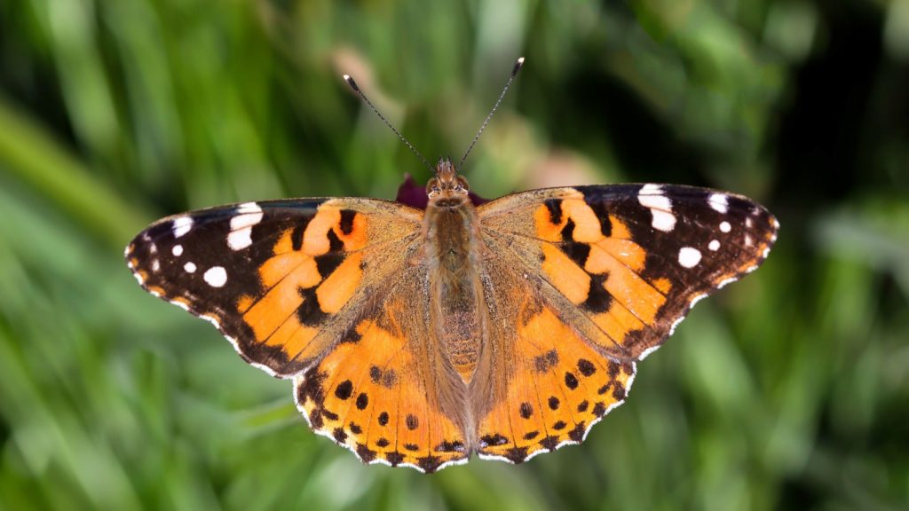 Painted Lady Butterfly on a plant