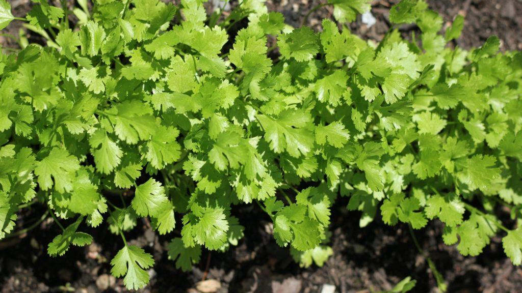 cilantro
